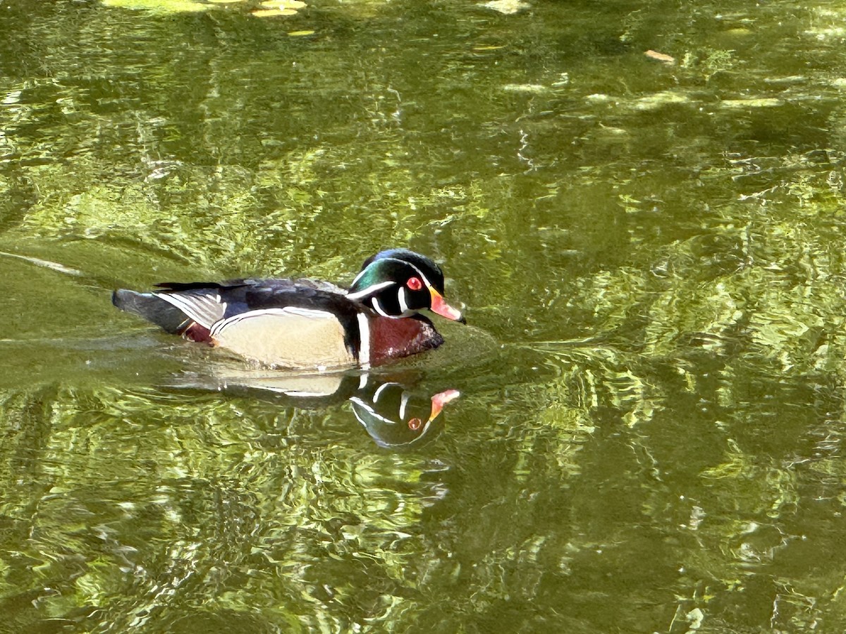 Wood Duck - ML635167126