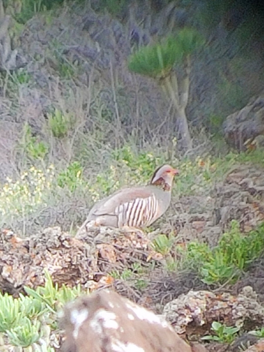 Barbary Partridge - ML635167128