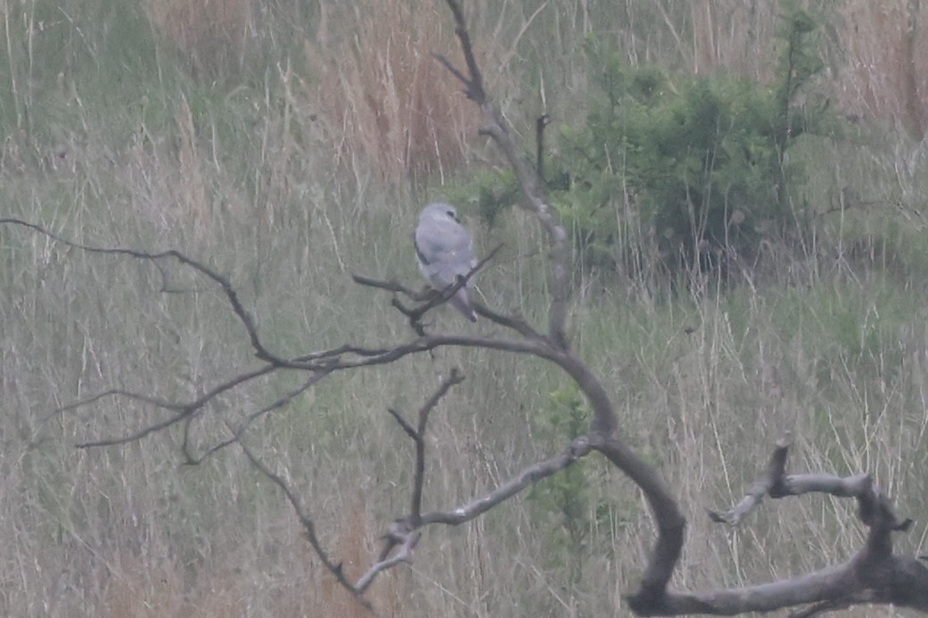 White-tailed Kite - ML635167187