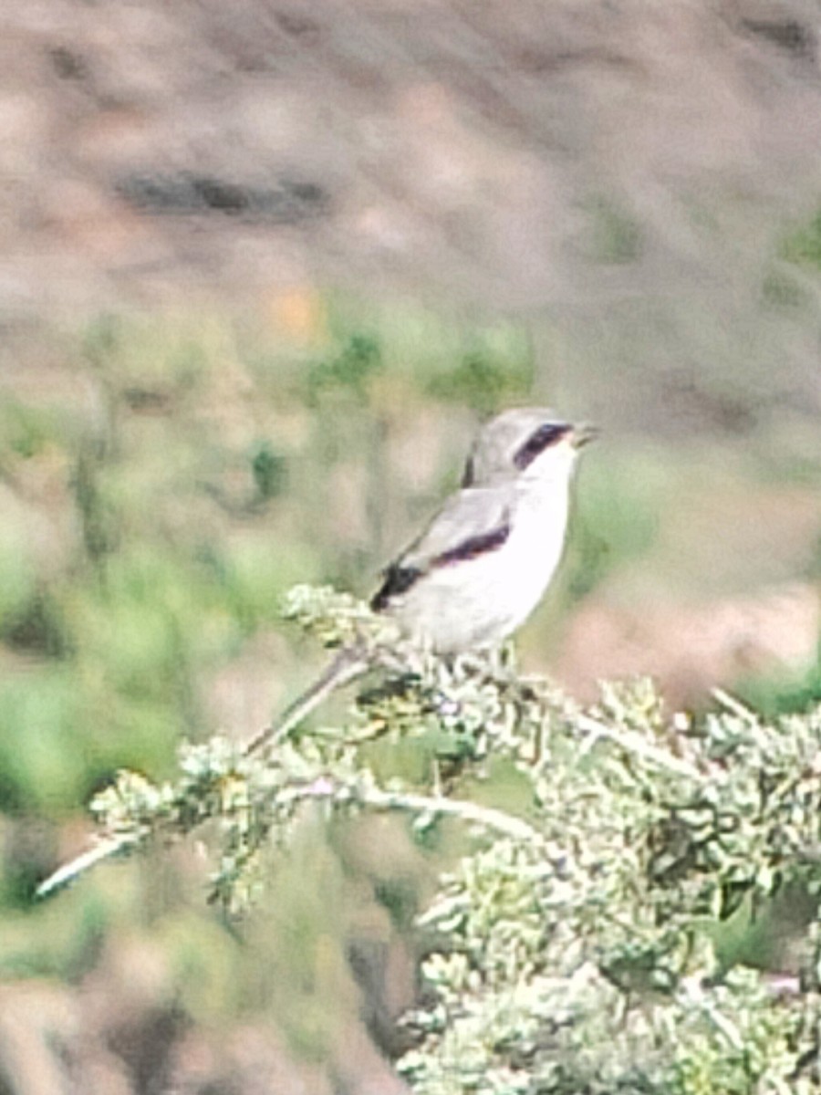 Great Gray Shrike - ML635167244