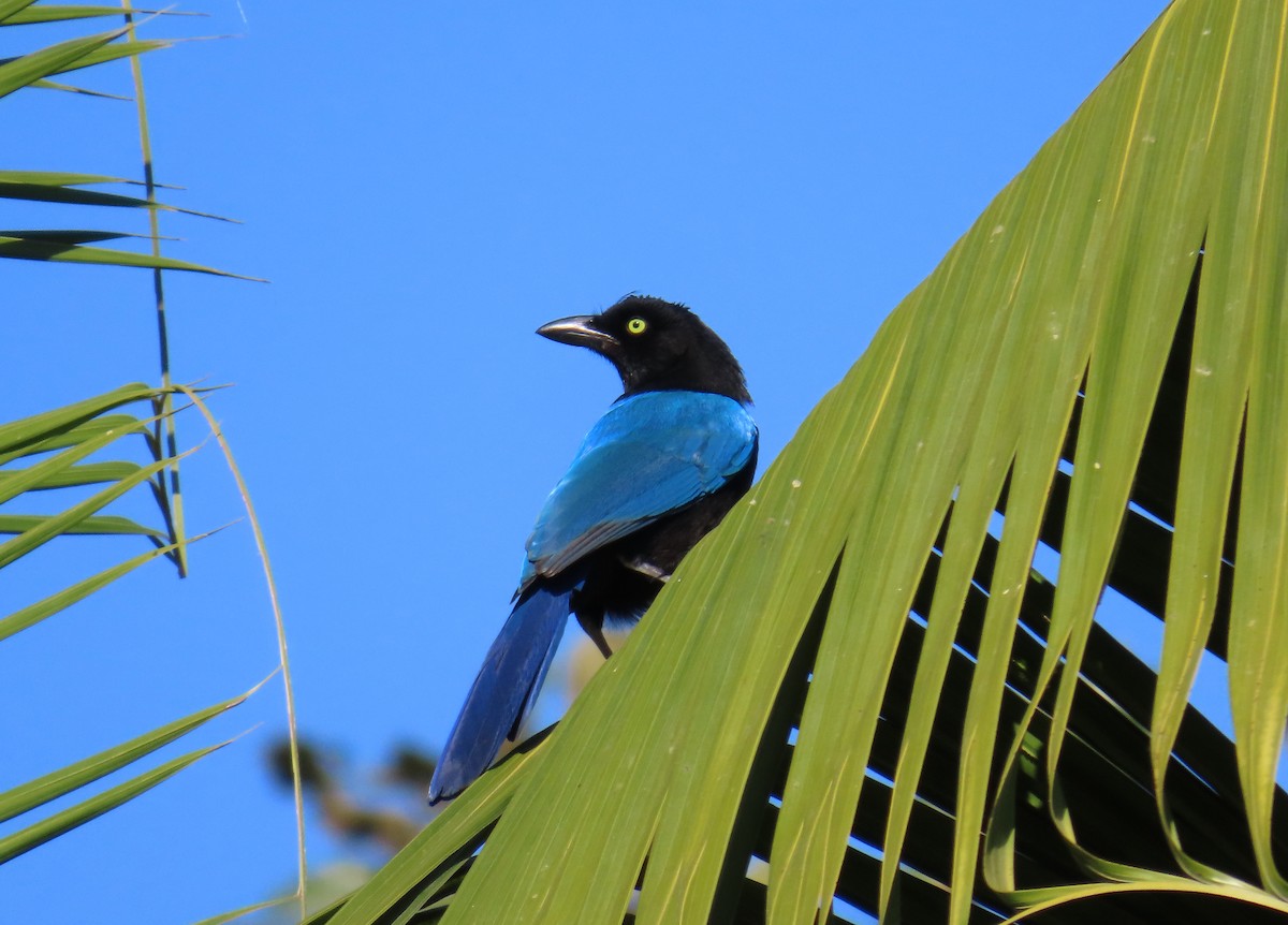 San Blas Jay - ML635167246