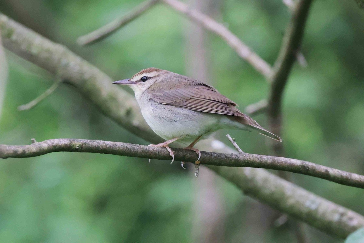 Swainson's Warbler - ML635167257