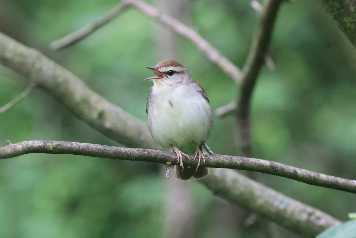 Swainson's Warbler - ML635167258
