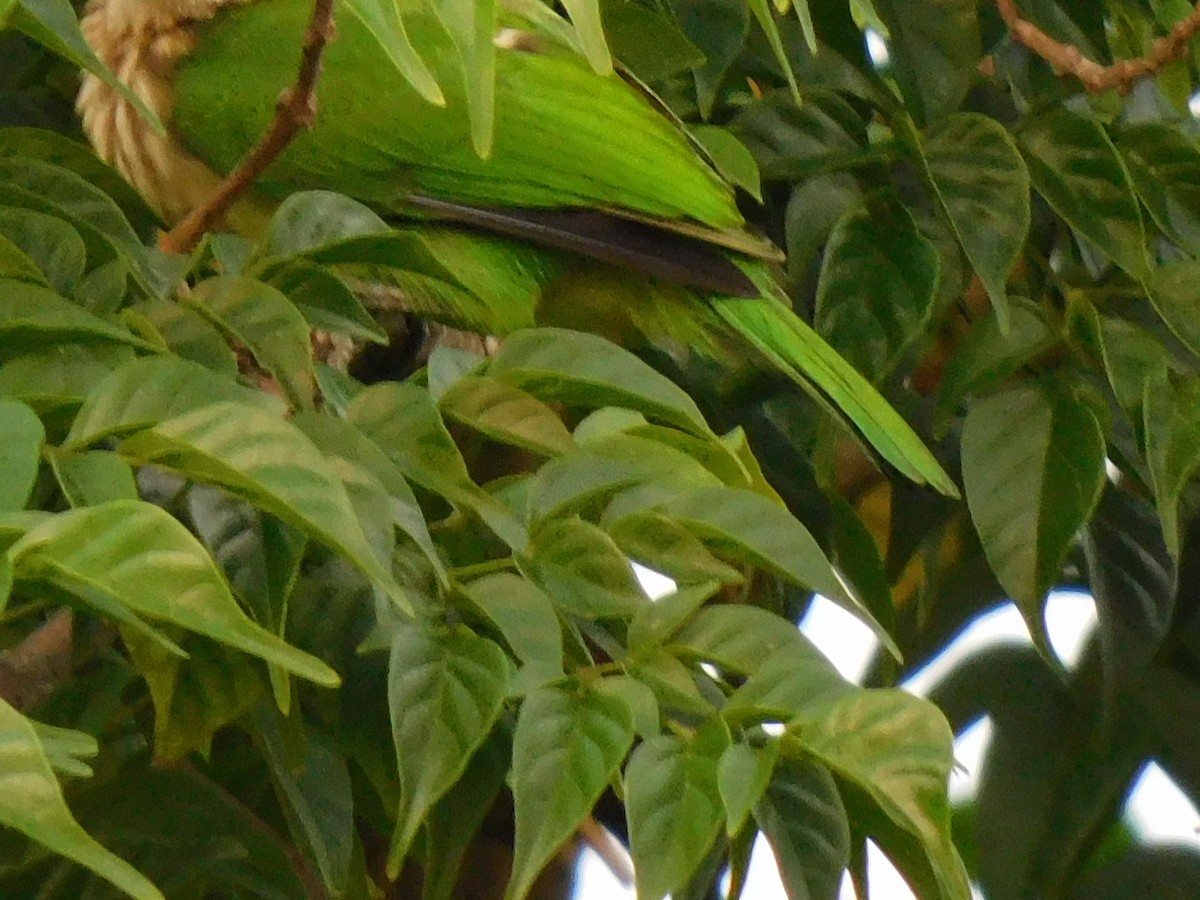 Grünbartvogel - ML635167351