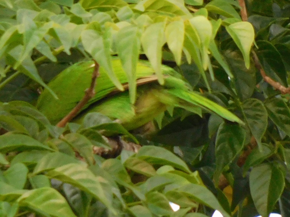 Grünbartvogel - ML635167353