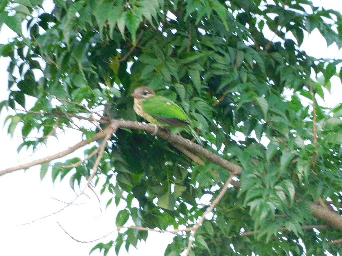 Grünbartvogel - ML635167354