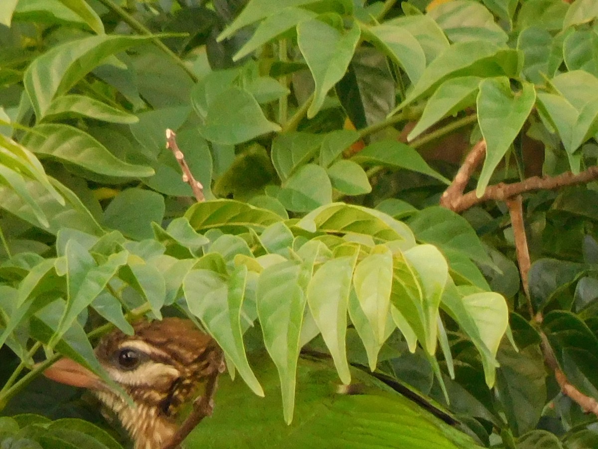 Grünbartvogel - ML635167357
