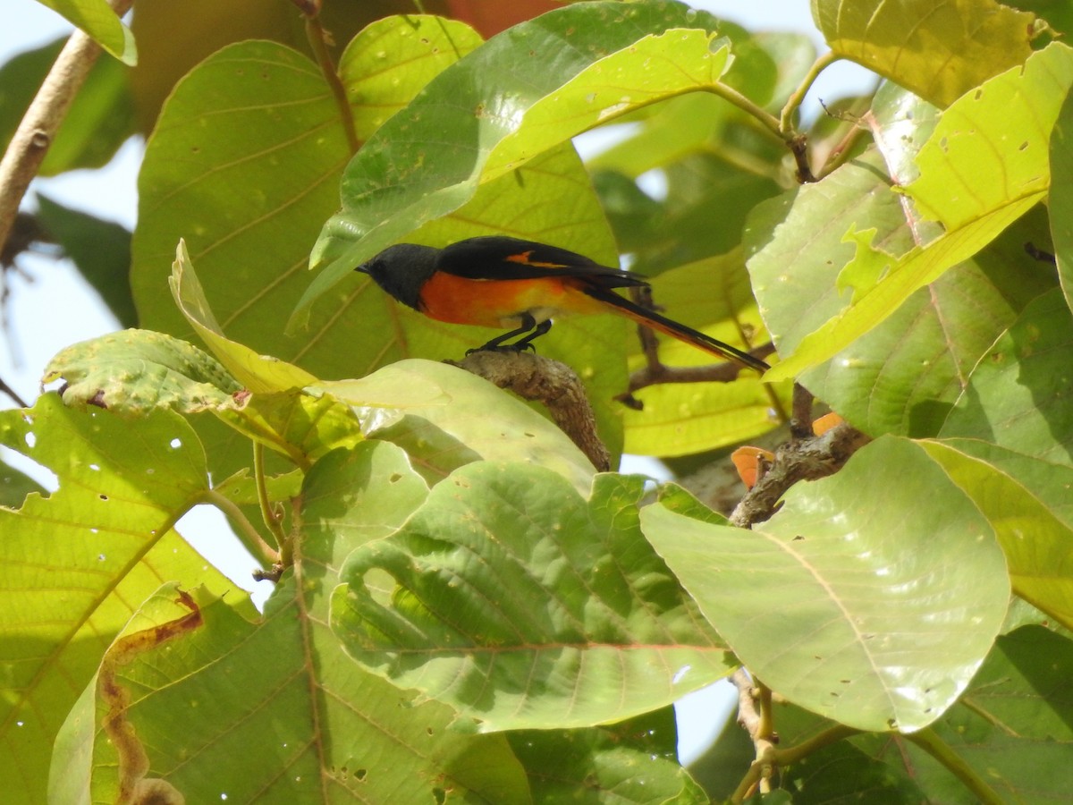 Small Minivet - ML635167422