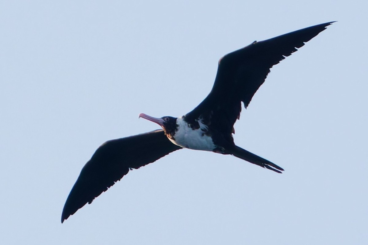 Christmas Island Frigatebird - ML635167555