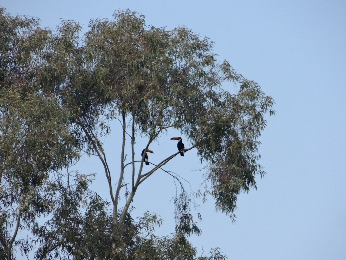 Toco Toucan - ML635167599