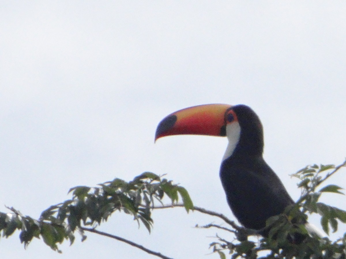 Toco Toucan - ML635167619
