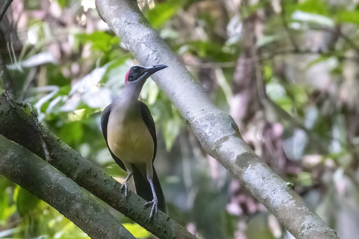 Gray-necked Rockfowl - ML635167647