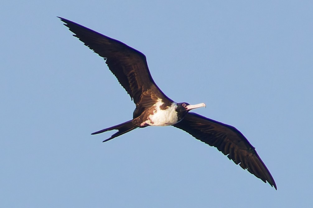 Christmas Island Frigatebird - ML635167712