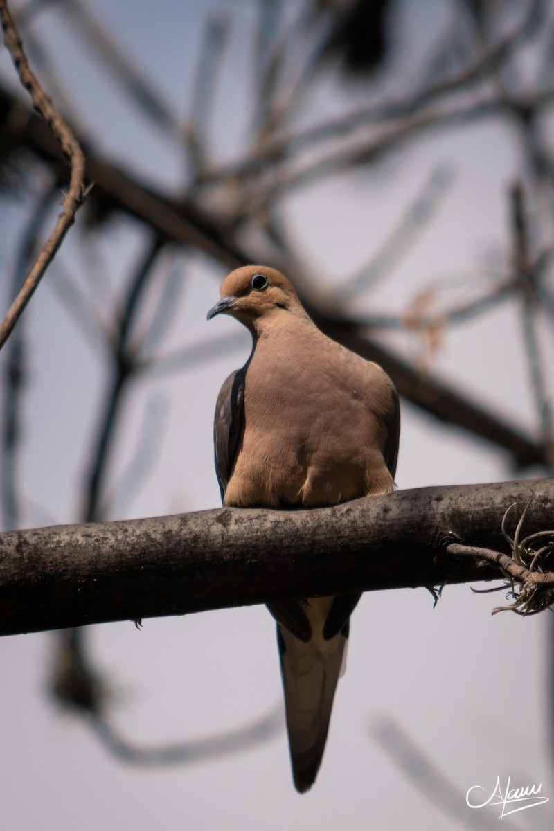 Mourning Dove - ML635167731