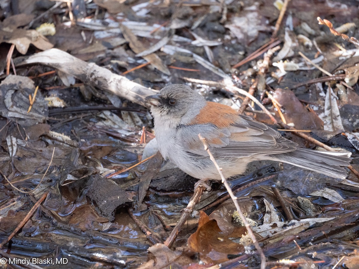 Dark-eyed Junco - ML635167737