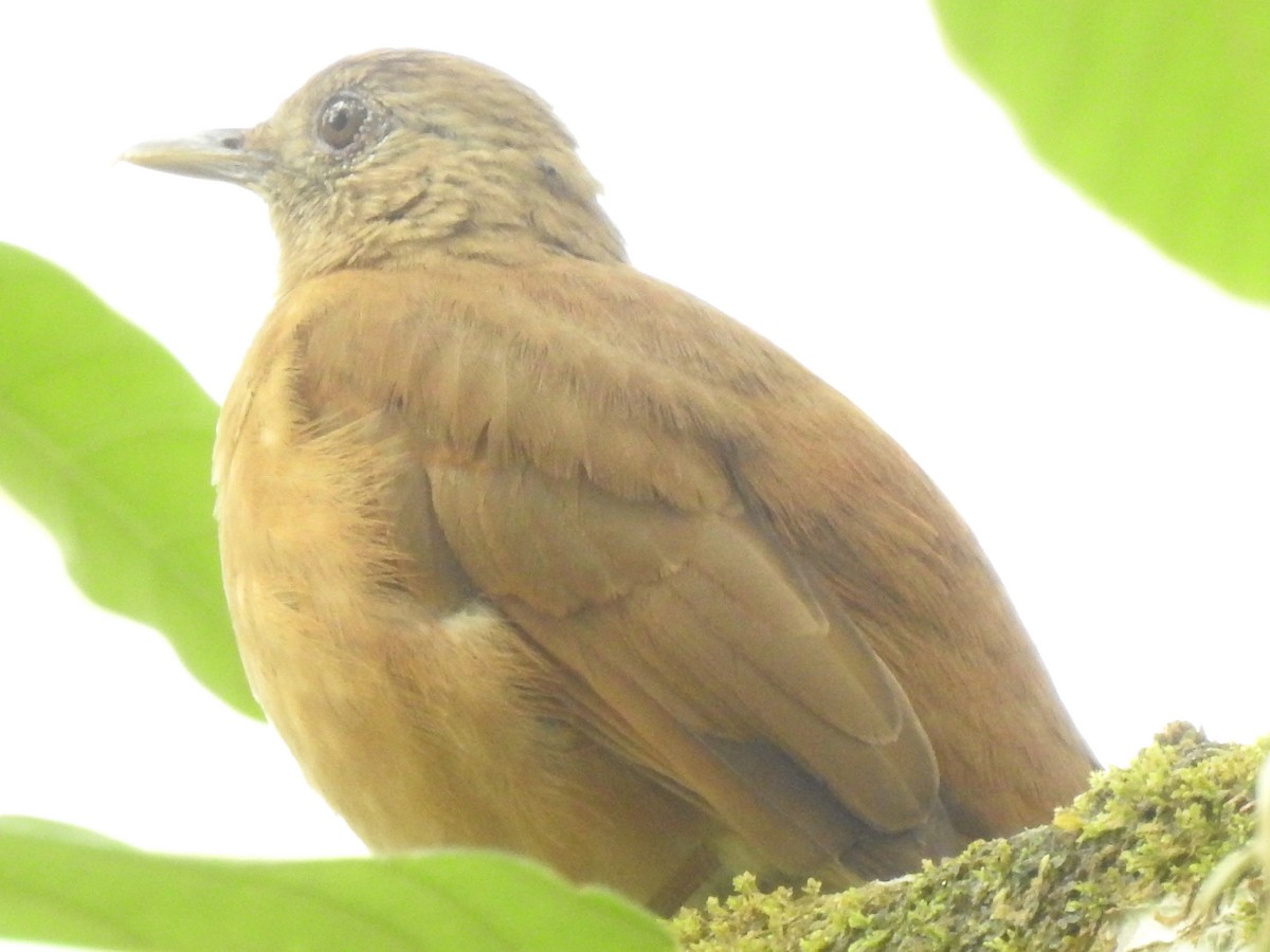 Cocoa Thrush - ML635167755