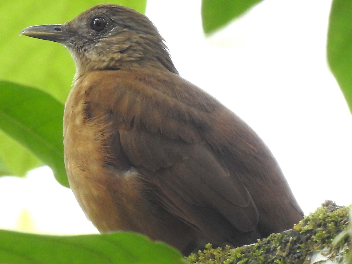 Cocoa Thrush - ML635167756
