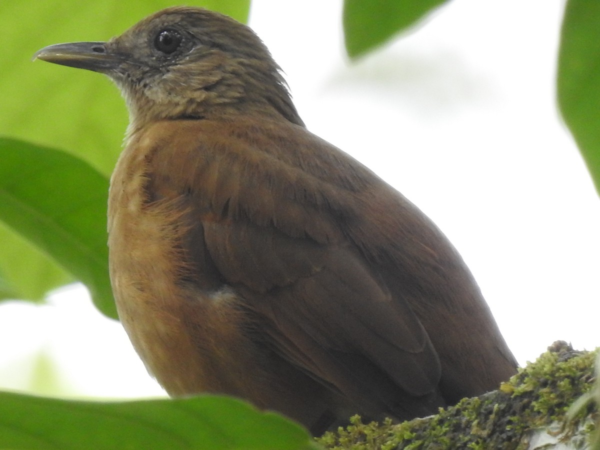 Cocoa Thrush - ML635167758