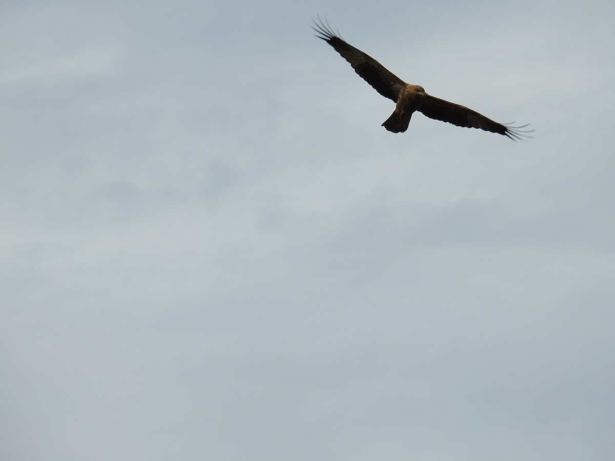 Whistling Kite - Ken Crawley