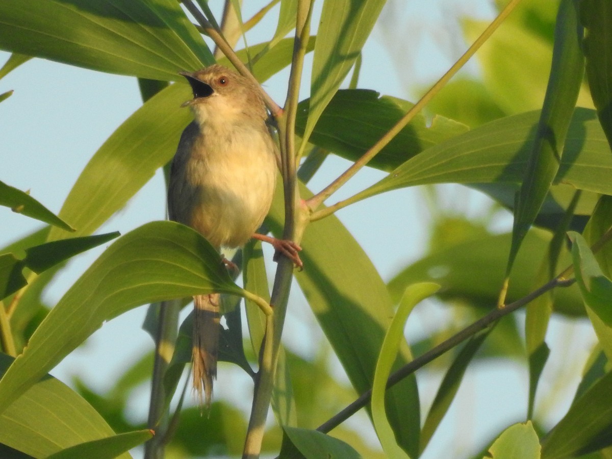 Yellow-eyed Babbler - ML635167894