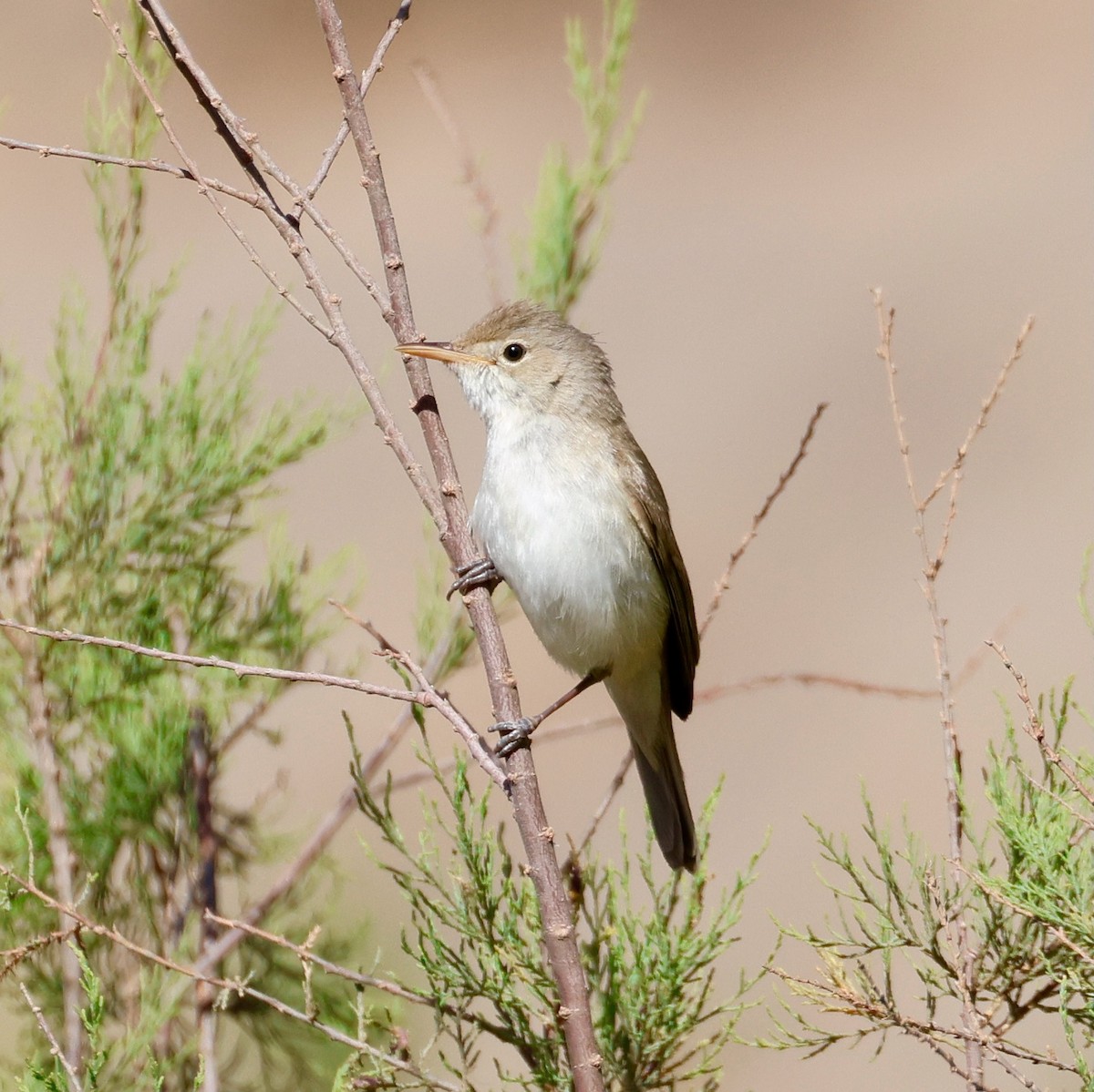 Western Olivaceous Warbler - ML635167897