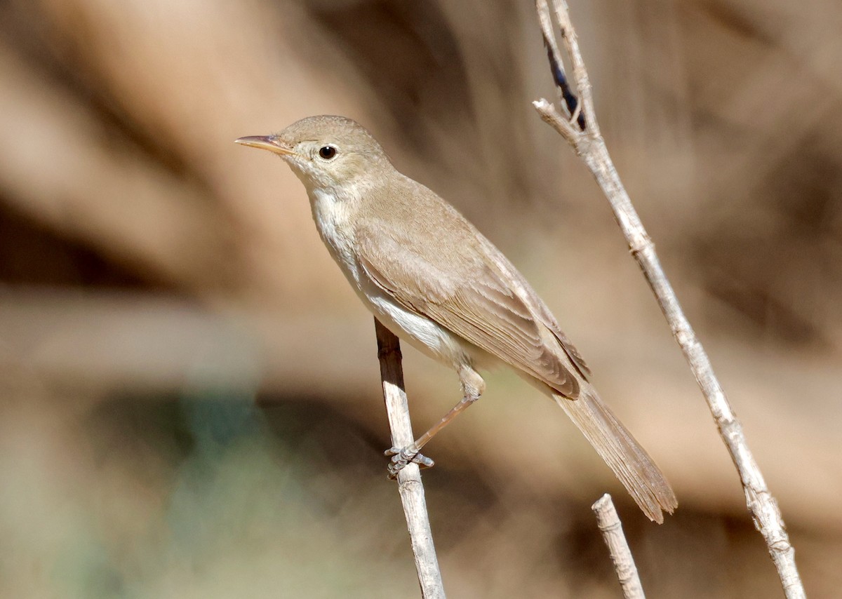 Western Olivaceous Warbler - ML635167898