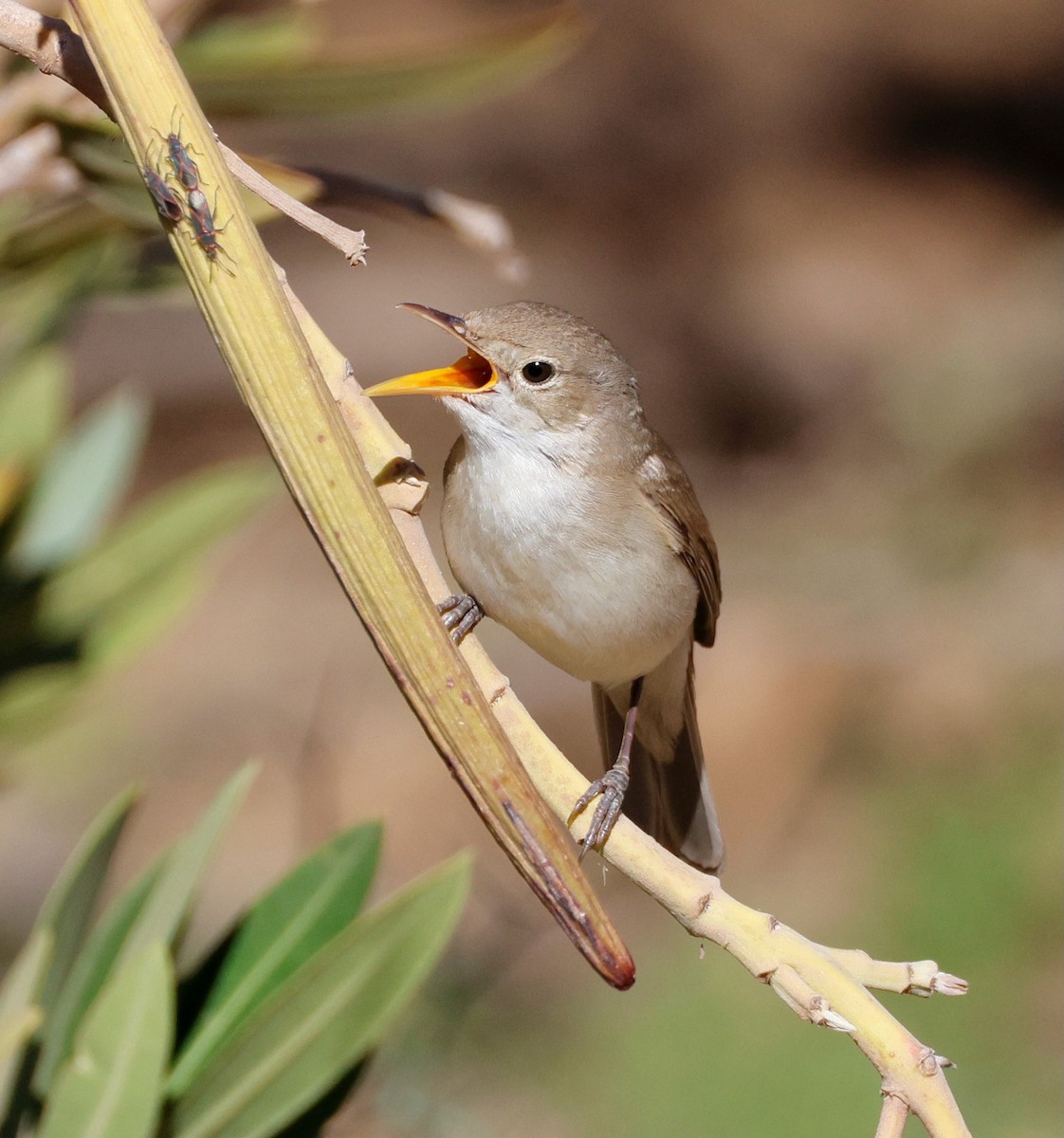 Western Olivaceous Warbler - ML635167899