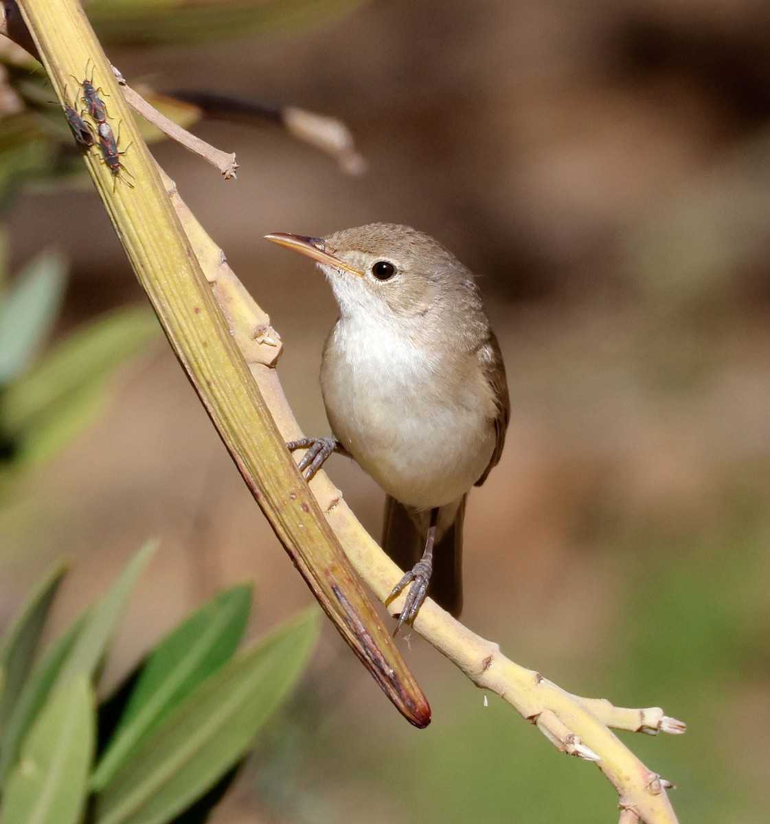 Western Olivaceous Warbler - ML635167900