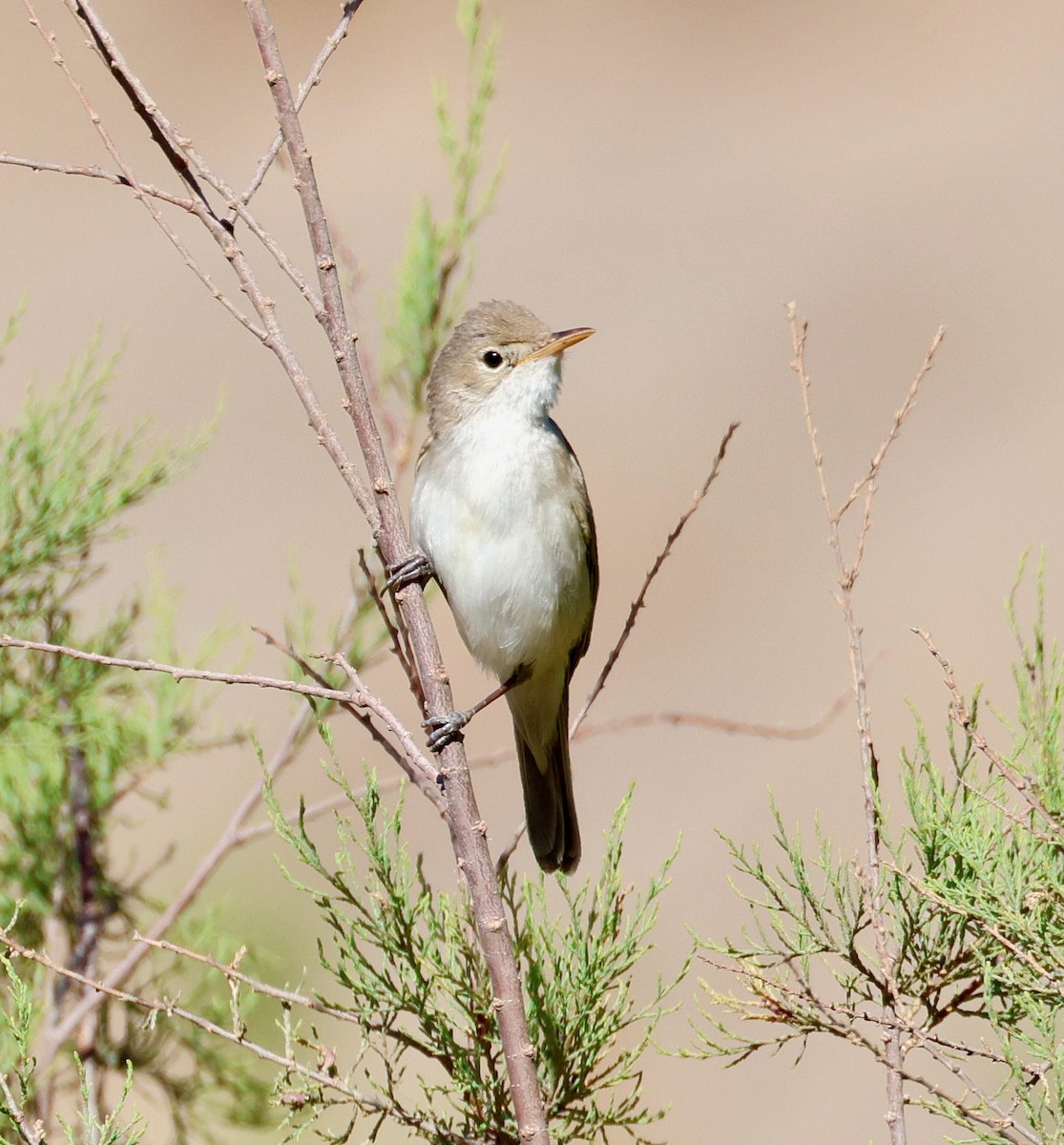 Western Olivaceous Warbler - ML635167901