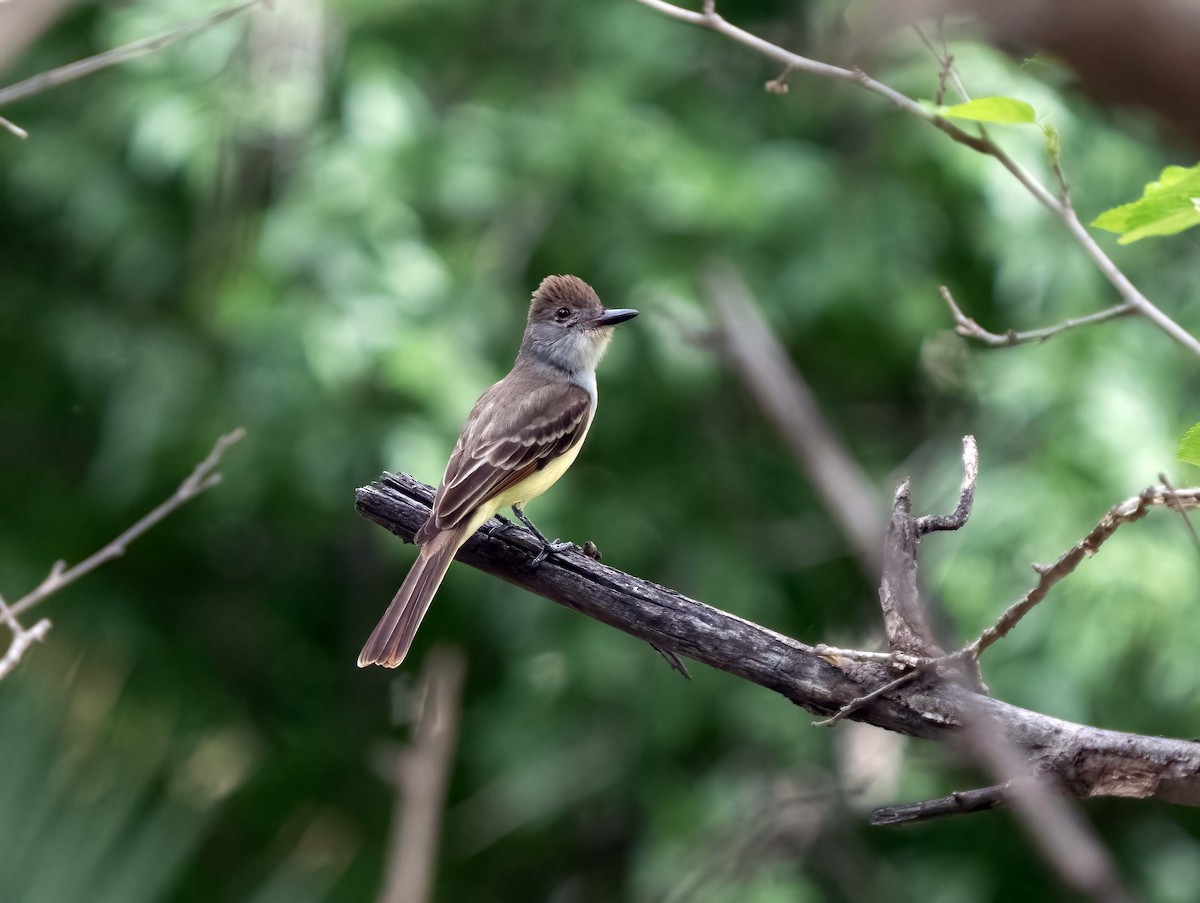 Brown-crested Flycatcher - ML635167903