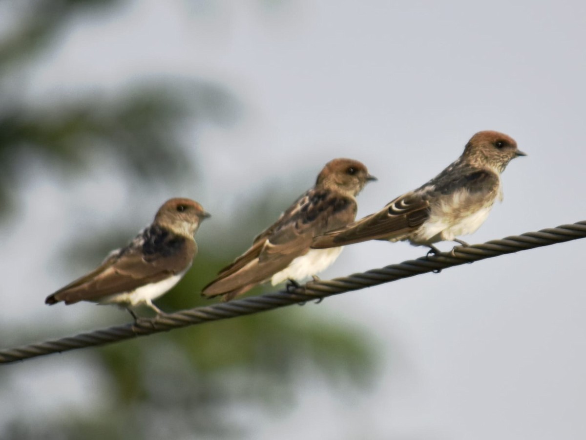 Streak-throated Swallow - ML635167922