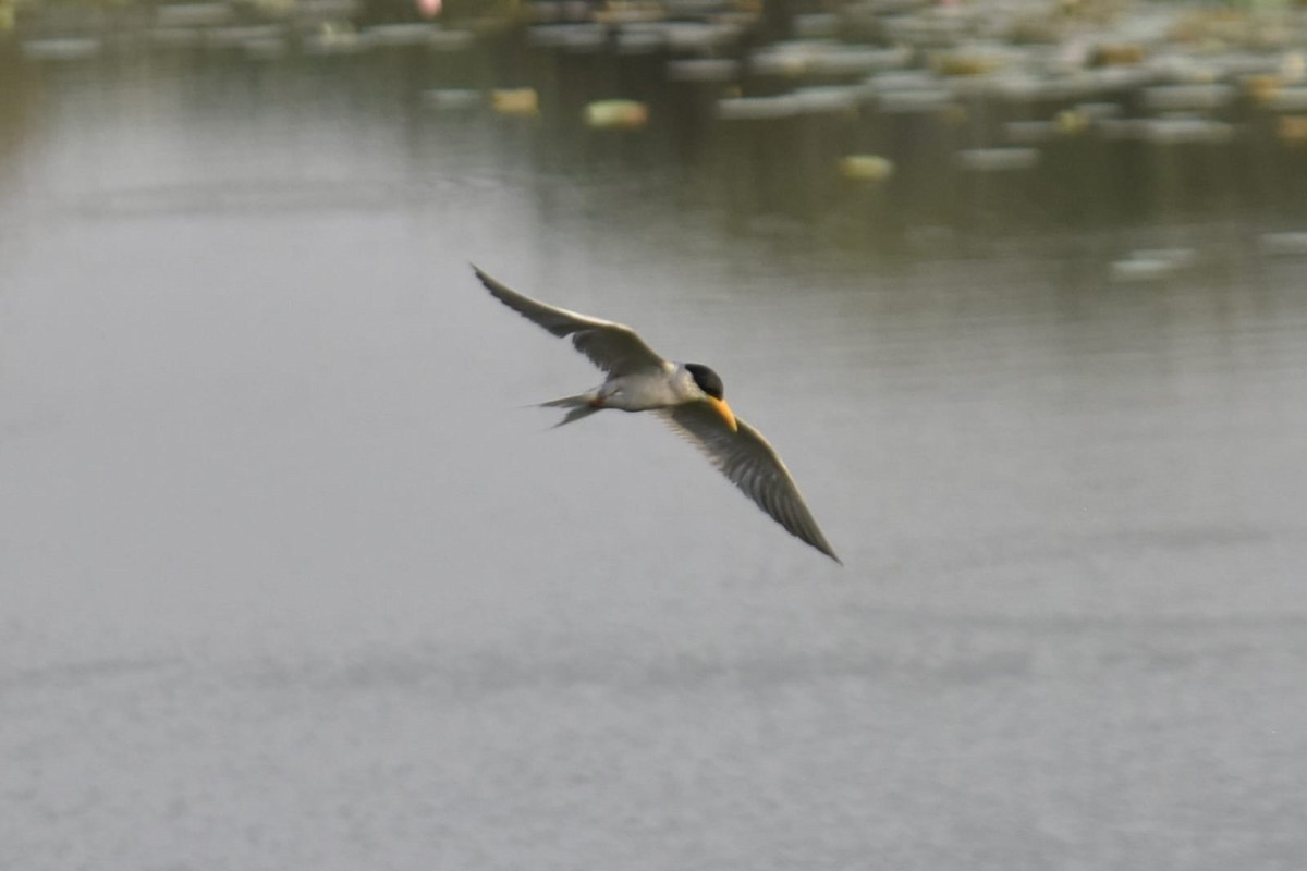 River Tern - ML635167938