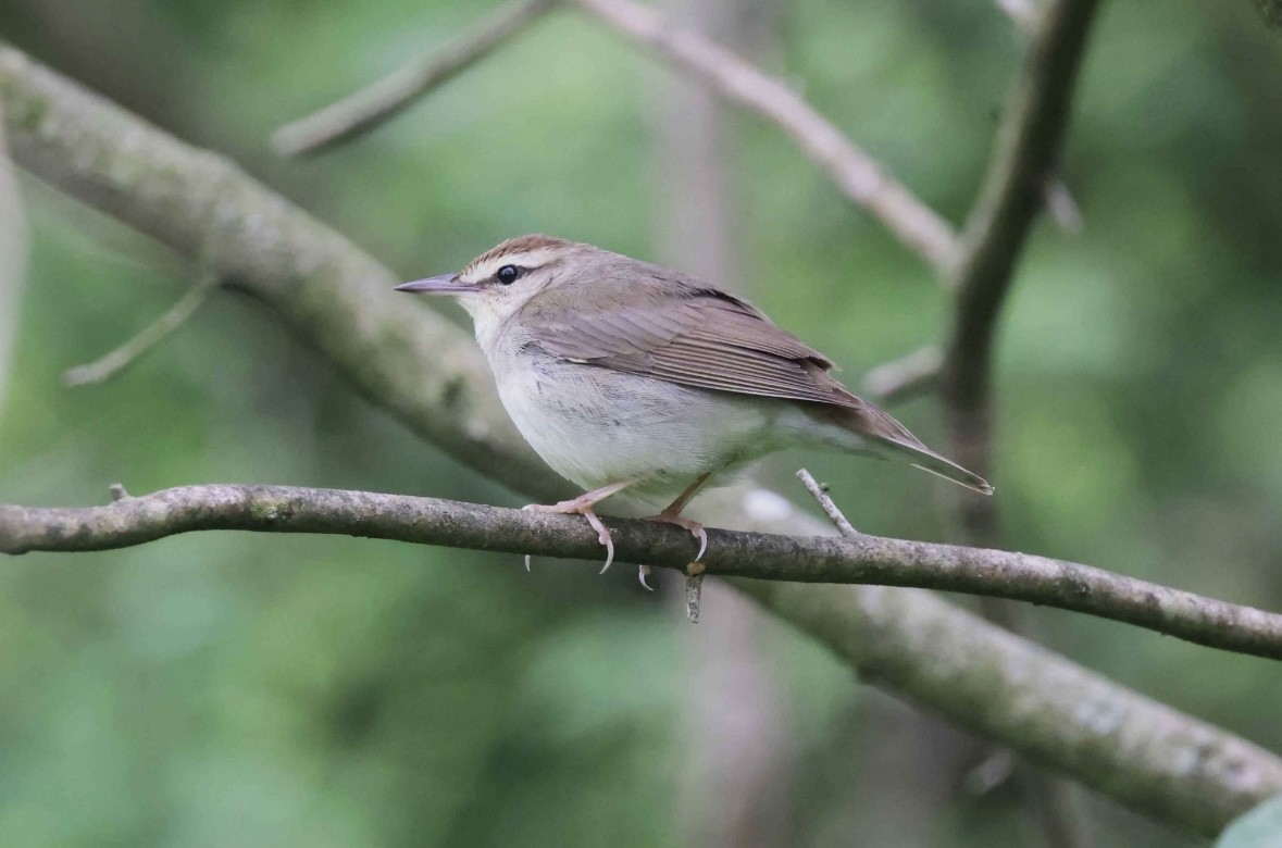 Swainson's Warbler - ML635167965
