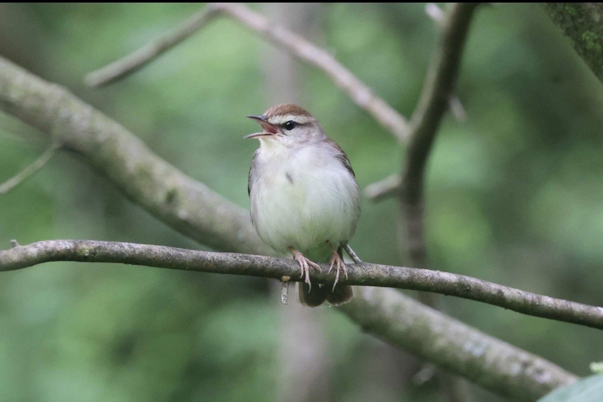 Swainson's Warbler - ML635167966
