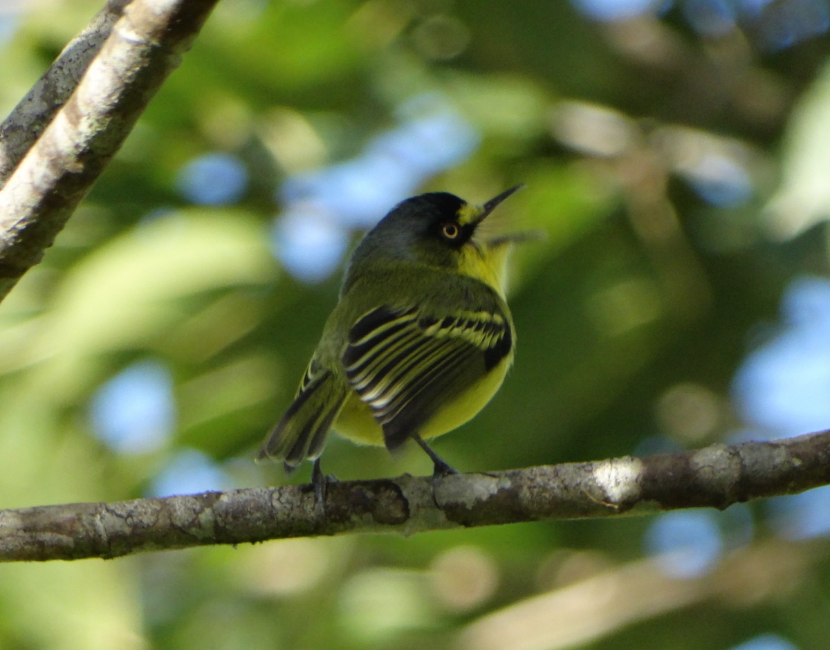 Gray-headed Tody-Flycatcher - ML635167977