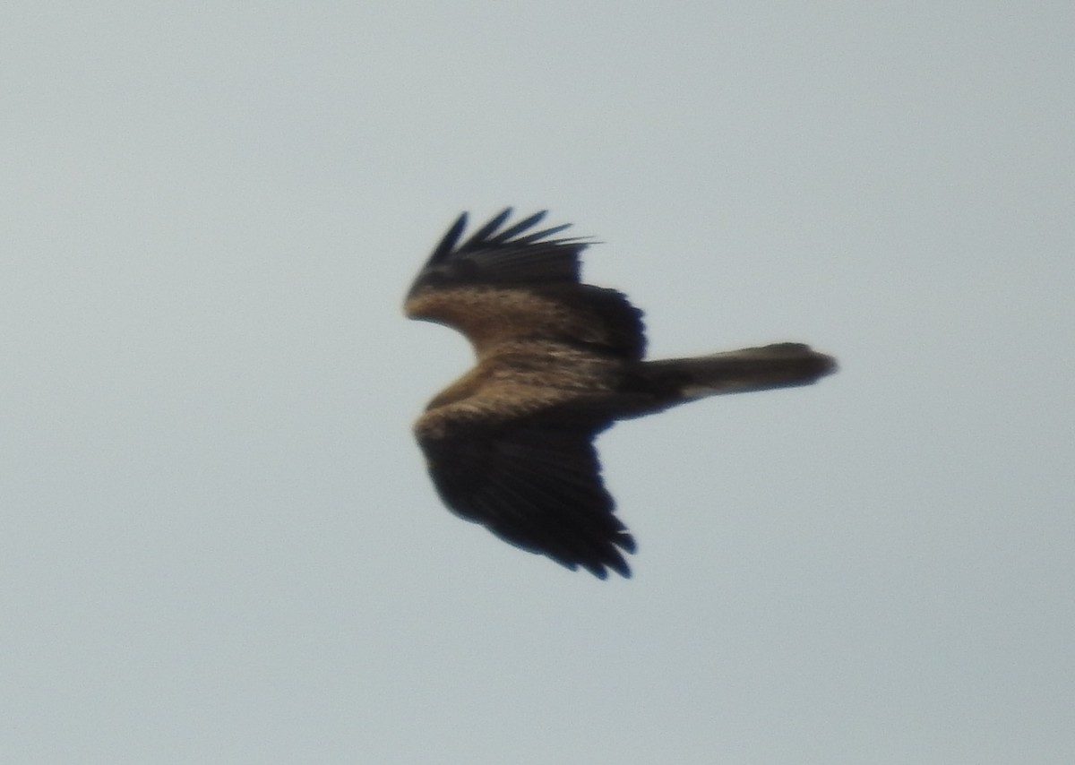 Whistling Kite - Ken Crawley