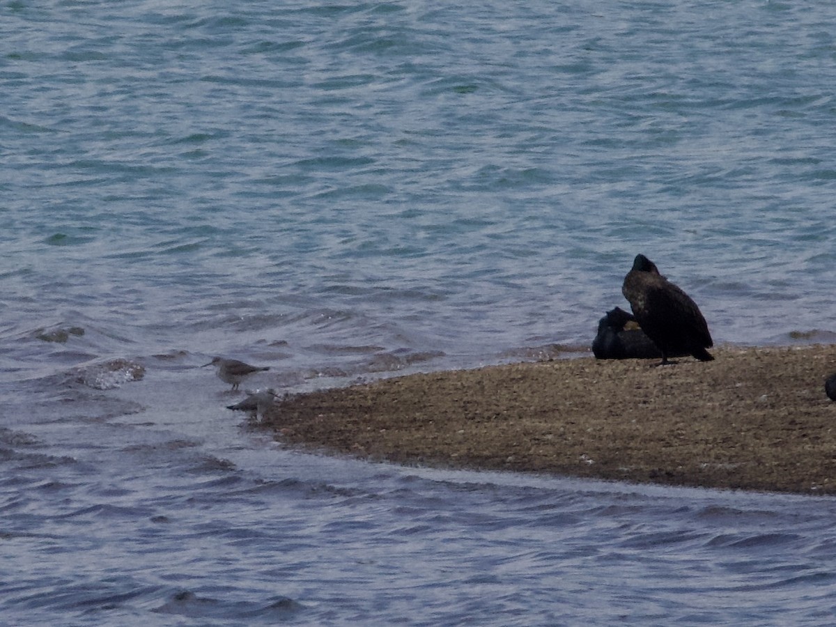 Gray-tailed Tattler - ML635168110