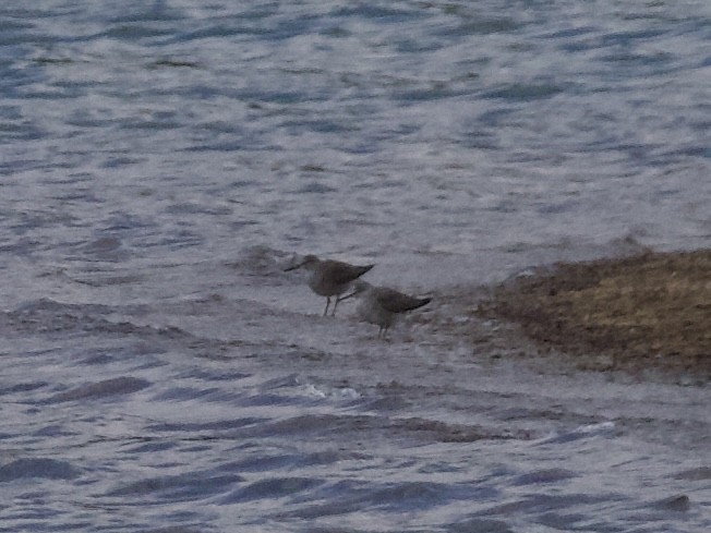 Gray-tailed Tattler - ML635168111