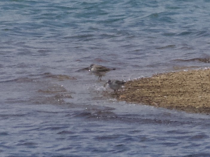 Gray-tailed Tattler - ML635168112