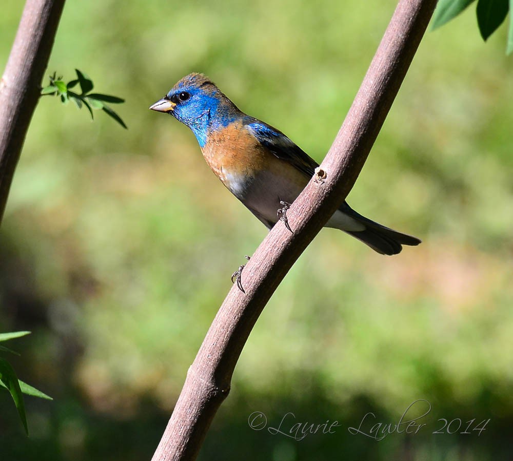 Lazuli Bunting - ML635168144