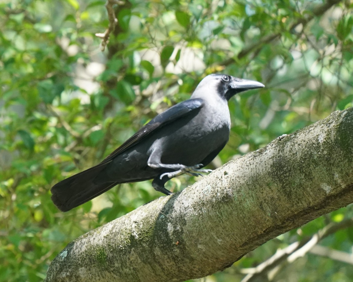House Crow - ML635168183
