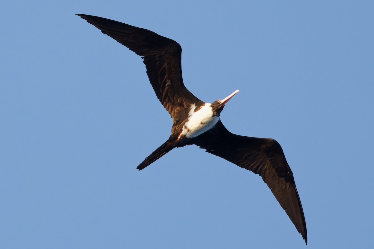 Christmas Island Frigatebird - ML635168194
