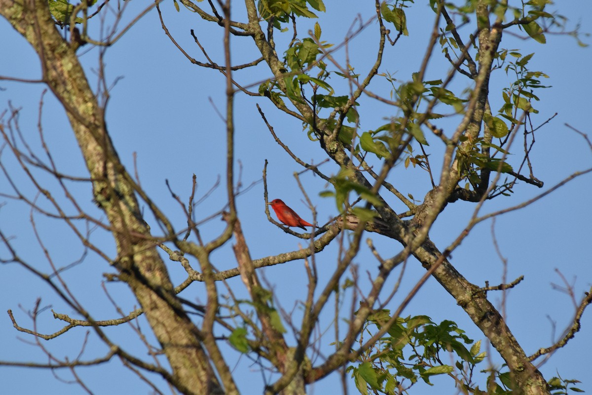 Summer Tanager - ML635168242