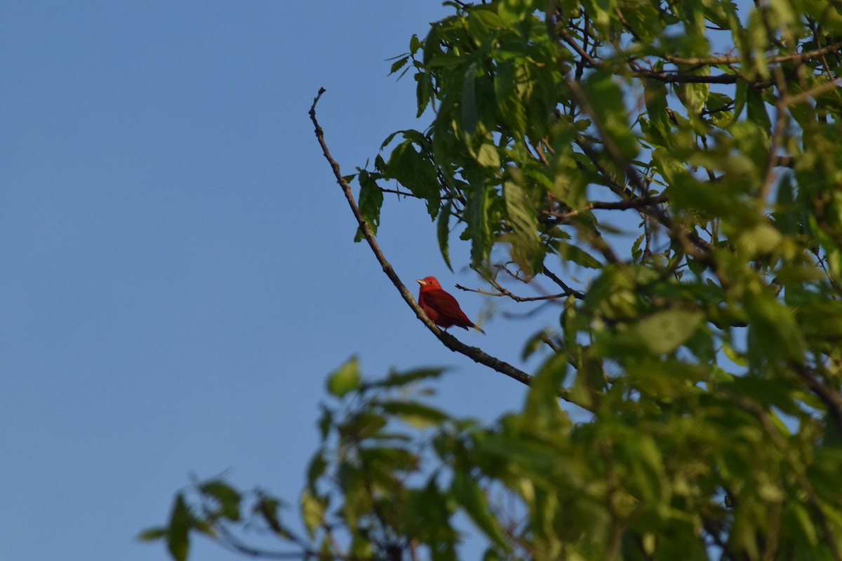 Summer Tanager - ML635168280