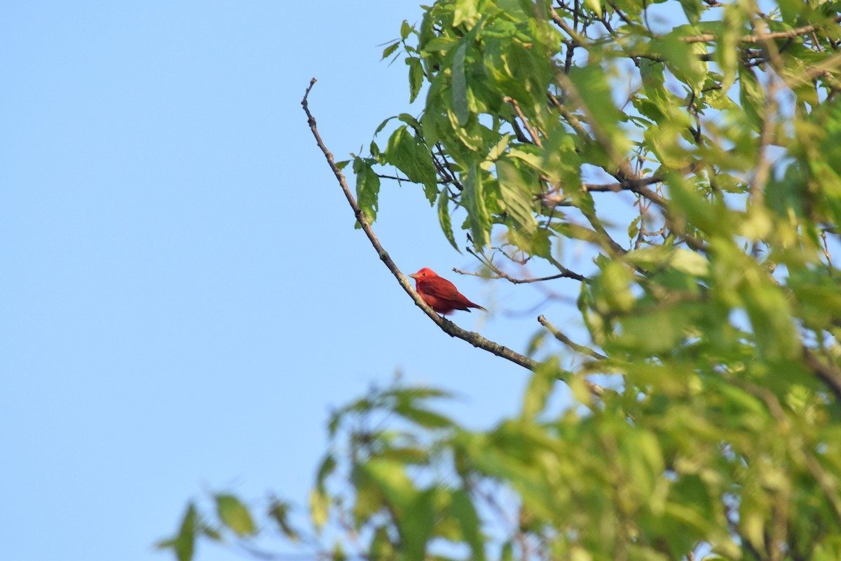 Summer Tanager - ML635168314