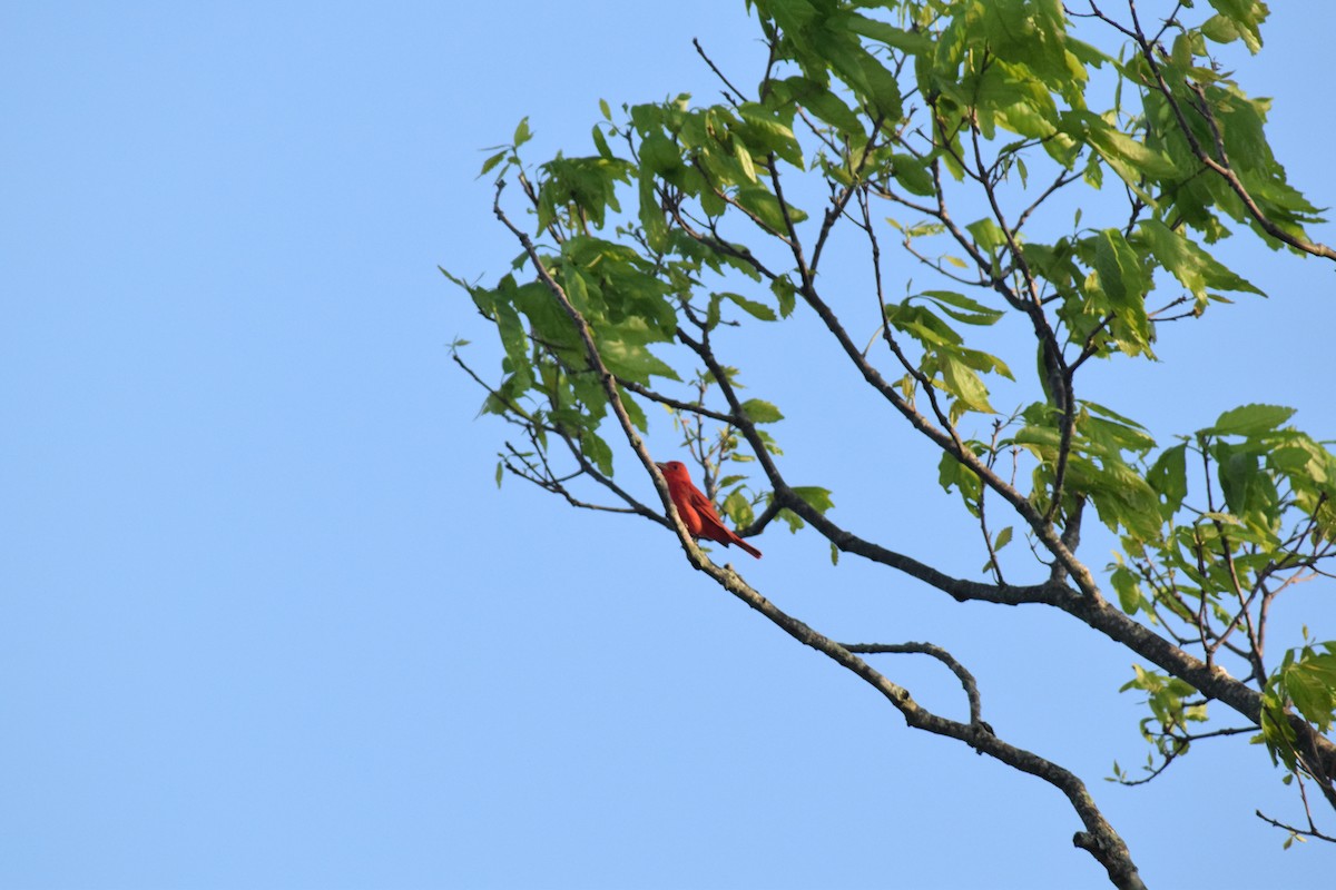 Summer Tanager - ML635168333