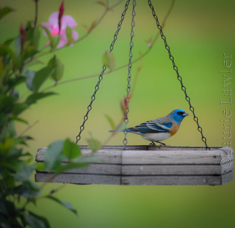 Lazuli Bunting - ML635168375