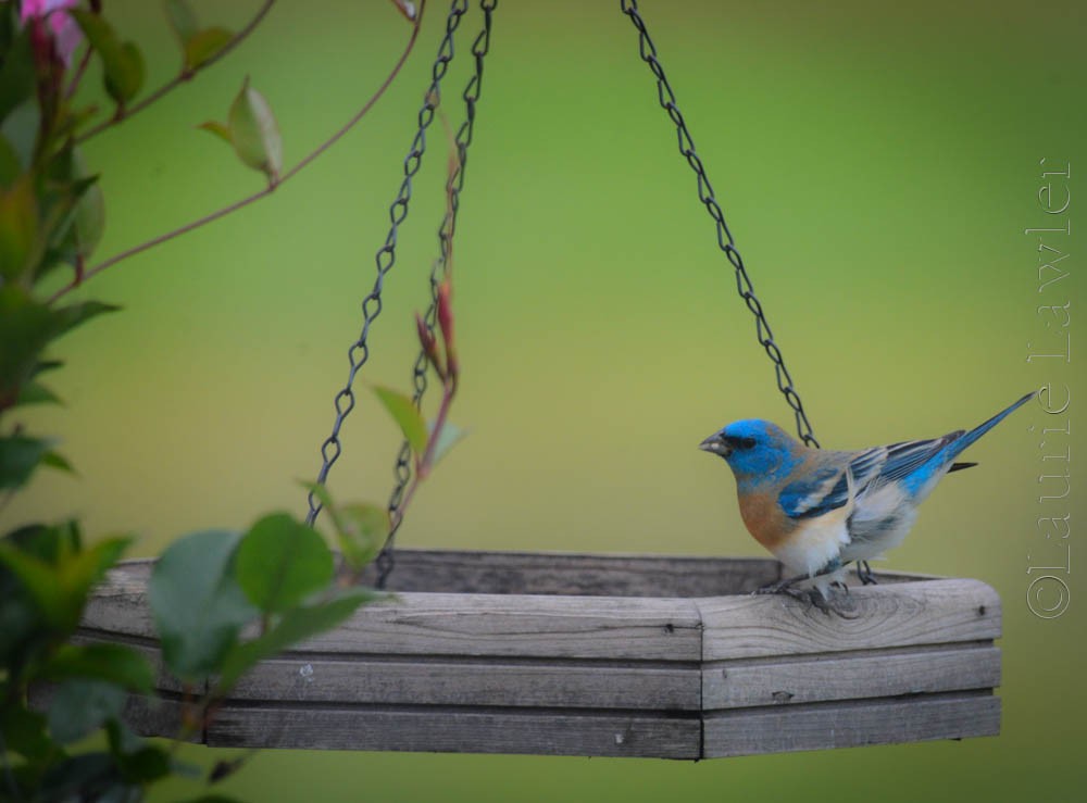 Lazuli Bunting - ML635168376