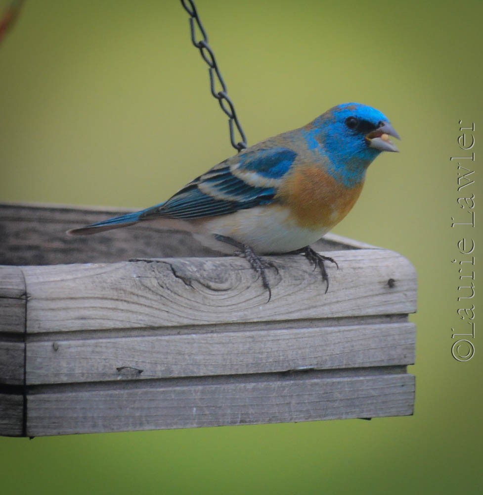 Lazuli Bunting - ML635168377