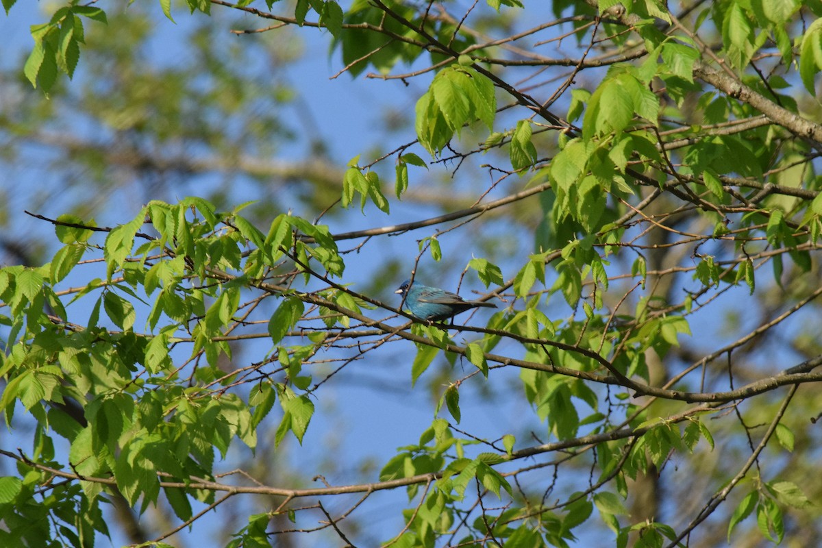 Indigo Bunting - ML635168404
